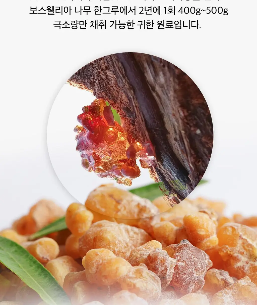 [이준혁PICK] 프롬바이오 관절연골엔 보스웰리아 선물세트 60정*3개입 (3개월분) 상세페이지 7